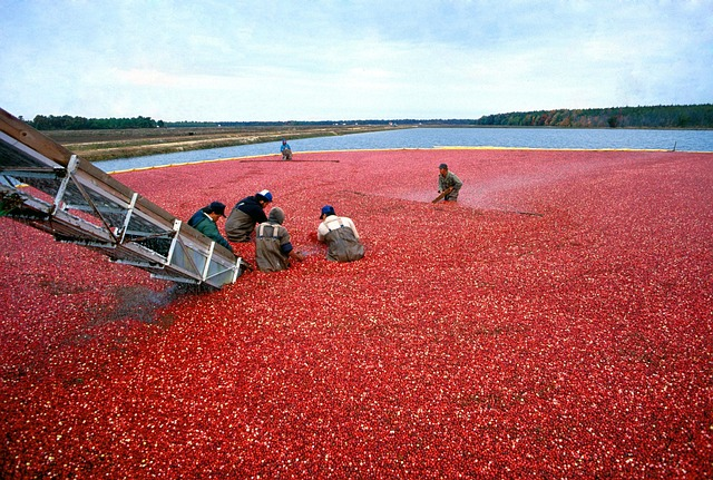 cranberry, harvest, red