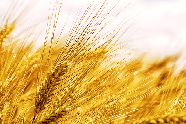 grain, fiber, barley