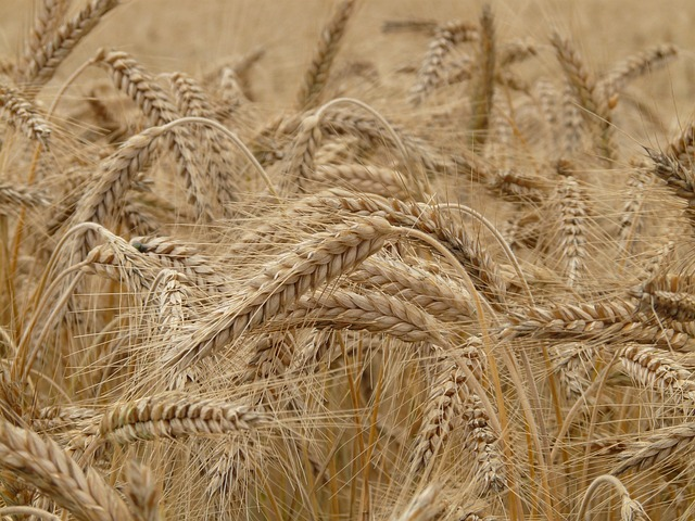 wheat, field, grass