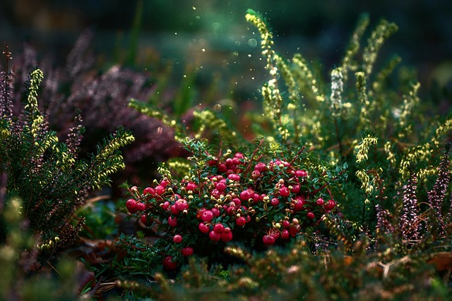 cranberries, fruit, plant