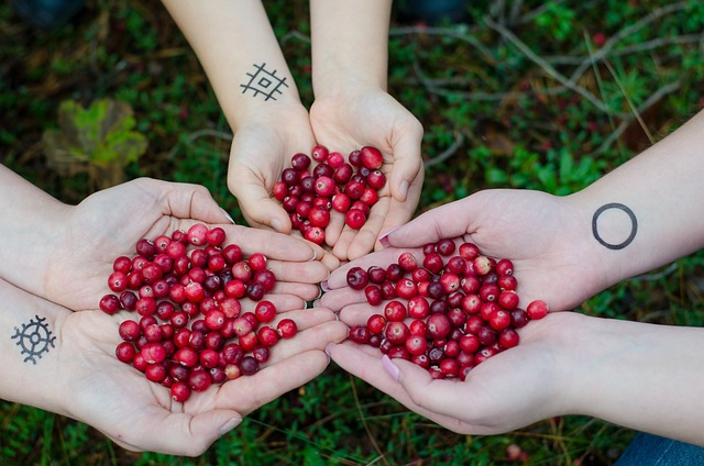 cranberries, berries, swamp